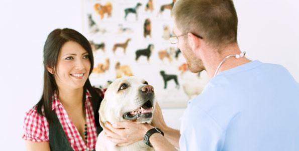 Dog being checked at the vet