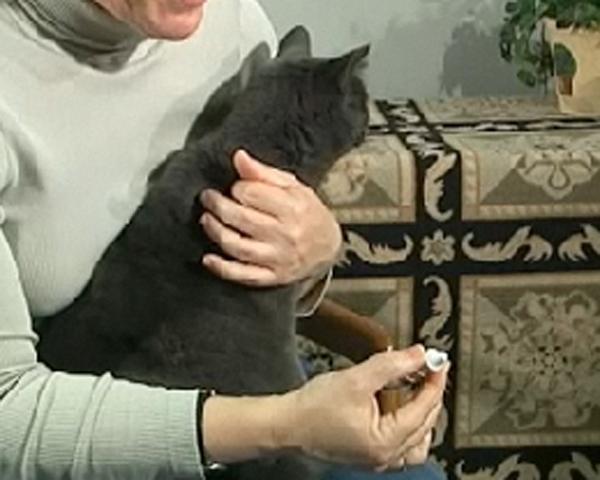 cat getting ear medicine