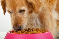 dog eating from pet food bowl