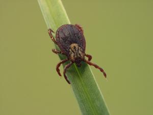 tick on a leaf