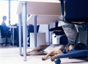 Is Having A Dog Under Your Desk Better Than Having The Corner