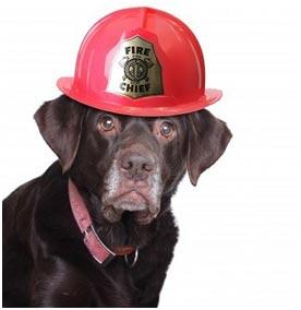 dog wearing fireman hat