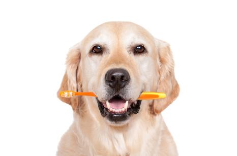 retriever dog with toothbrush in mouth